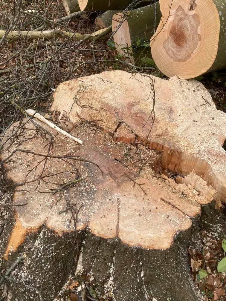 Skovning af asketræ